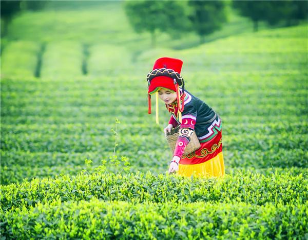 黑”｜被传销盯上的千年名茶!AG真人平台安化黑茶的“红与(图10)